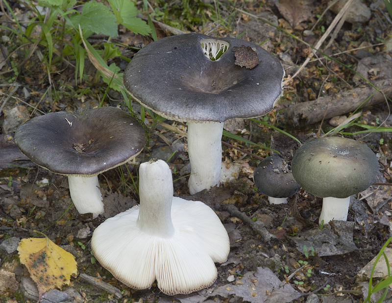 Russula parazurea